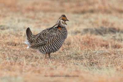 Greater Prairie Chicken - Tympanuchus cupido
