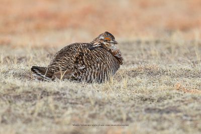 Greater Prairie Chicken - Tympanuchus cupido