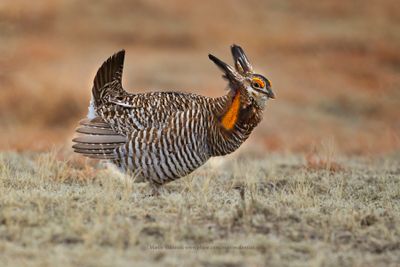 Greater Prairie Chicken - Tympanuchus cupido