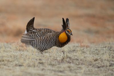 Greater Prairie Chicken - Tympanuchus cupido