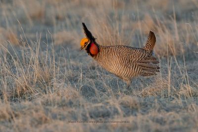 Lesser Prairie-Chicken - Tympanuchus pallidicinctus