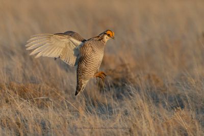 Lesser Prairie-Chicken - Tympanuchus pallidicinctus