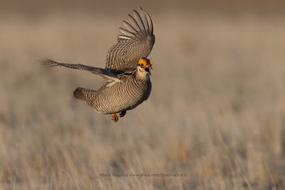 Lesser Prairie-Chicken - Tympanuchus pallidicinctus