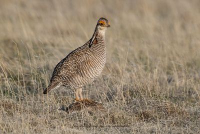 Lesser Prairie-Chicken - Tympanuchus pallidicinctus
