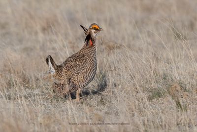 Lesser Prairie-Chicken - Tympanuchus pallidicinctus