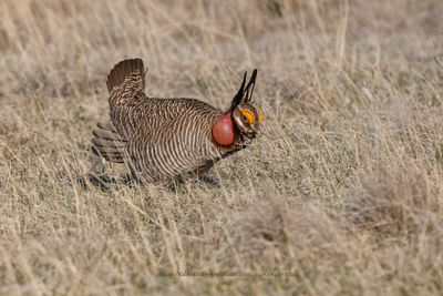 Lesser Prairie-Chicken - Tympanuchus pallidicinctus