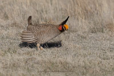 Lesser Prairie-Chicken - Tympanuchus pallidicinctus