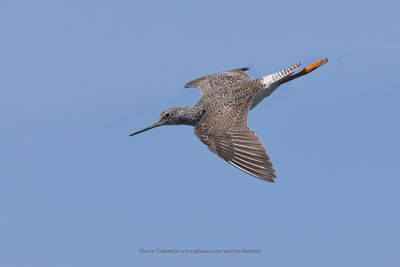 Greater Yellowlegs - Tringa melanoleuca