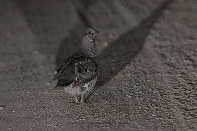 g13/32/1250632/3/175426211.6c1b4911.JPEG
