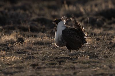Greater Sage-grouse - Centrocercus urophasianus