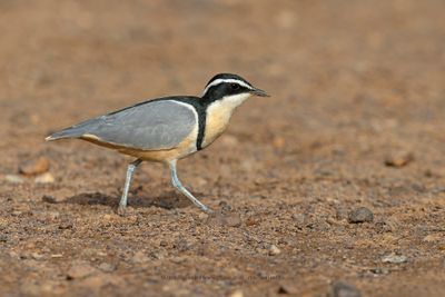 Crocodile Bird - Pluvianus aegyptius