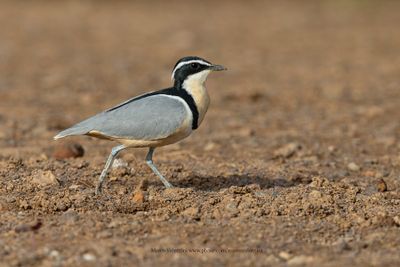 Crocodile Bird - Pluvianus aegyptius