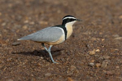 Crocodile Bird - Pluvianus aegyptius