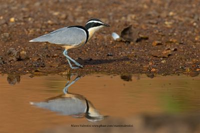 Crocodile Bird - Pluvianus aegyptius