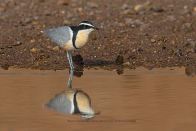 Crocodile Bird - Pluvianus aegyptius