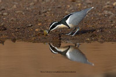 Crocodile Bird - Pluvianus aegyptius