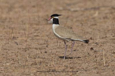 Black-headed lapwing - Vanellus tectus