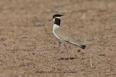 Black-headed lapwing - Vanellus tectus