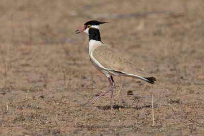 Black-headed lapwing - Vanellus tectus