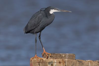 Western Reef Heron - Egretta gularis