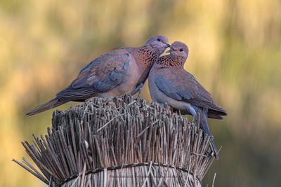 Laughing Dove - Streptopelia senegalensis