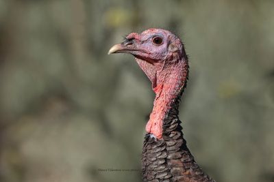 Wild turkey - Meleagris gallopavo