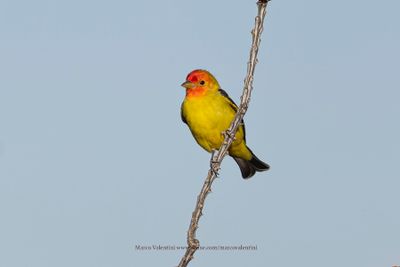 Western Tanager - Piranga ludoviciana