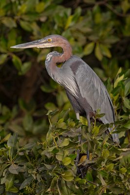 Goliath Heron - Ardea goliath