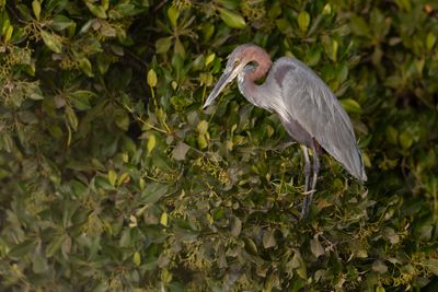 Goliath Heron - Ardea goliath