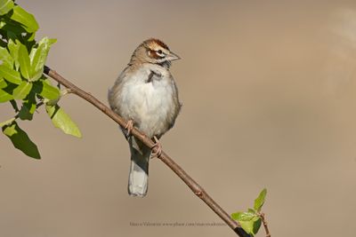 Lark Sparrow - Chondestes grammacus