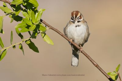 Lark Sparrow - Chondestes grammacus