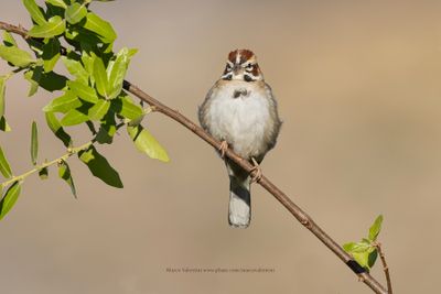 Lark Sparrow - Chondestes grammacus