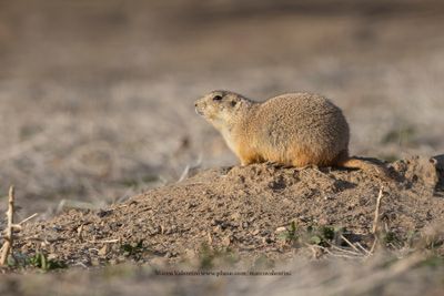Black-tailed Prairie-dog - Cynomis ludovicianus