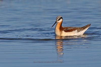 Wilson's Phalarope - Phalaropus tricolor