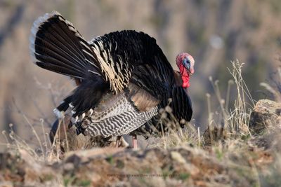 Wild turkey - Meleagris gallopavo