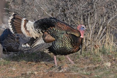 Wild turkey - Meleagris gallopavo