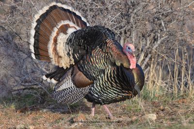 Wild turkey - Meleagris gallopavo