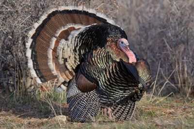 Wild turkey - Meleagris gallopavo