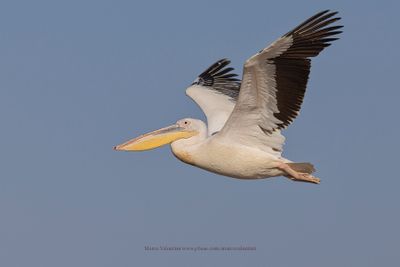 White Pelican - Pelecanus onocrotalus