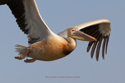 White Pelican - Pelecanus onocrotalus