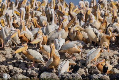White Pelican - Pelecanus onocrotalus