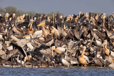 White Pelican - Pelecanus onocrotalus