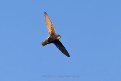Little Swift - Apus affinis