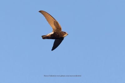 Little Swift - Apus affinis