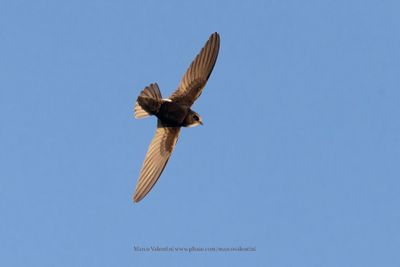 Little Swift - Apus affinis