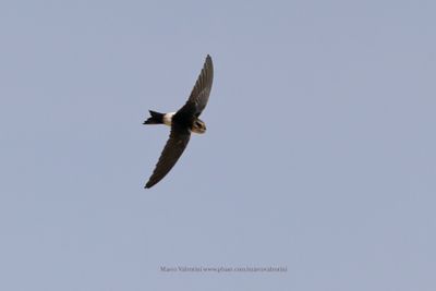 Horus Swift - Apus horus