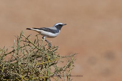g13/32/1250632/3/175435437.a6261abd.JPEG
