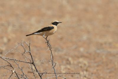 Western Black-eared Wheatear - Oenanthe hispanica