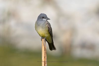 Cassin's Kingbird - Tyrannus vociferans