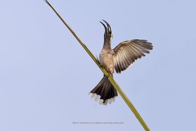 African grey Hornbill - Tockus nasutus
